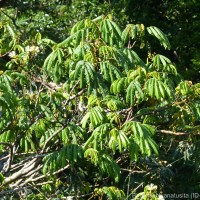 Archidendron clypearia subsp. subcoriaceum (Thwaites) I.C.Nielsen